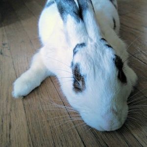 Meet your Posher, Kuniko